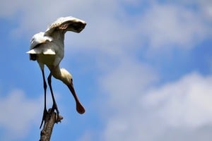 Spoonbill