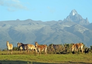 wildlife
