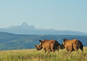 Rhino