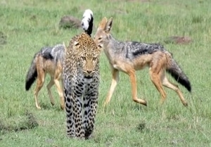 Leopard and Jackal