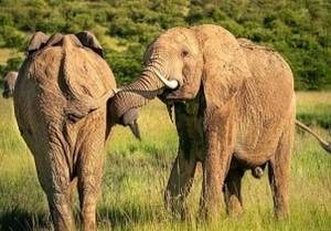 Elephants