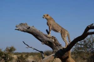 Cheetah on the lookout