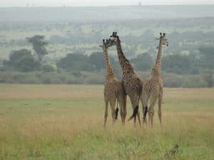 Giraffe East Africa