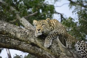 Leopard