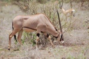 Beisa Oryx