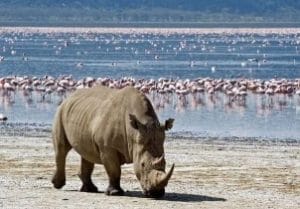 Lake Nakuru