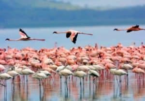 Flamingo