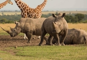 Rhino