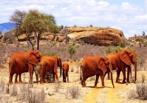 Elephants