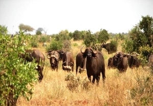 Buffalo