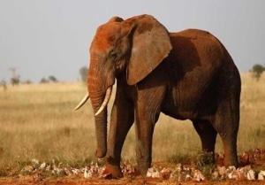 Red Elephants