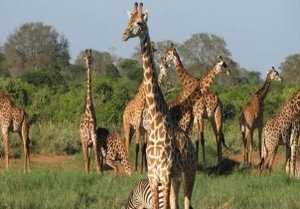 Giraffe