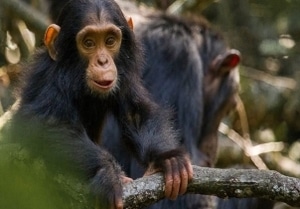 chimpanzee-at-Ol-Pejeta-Conservancy 1 | Kichaka Tours and Travel Chimpanzee