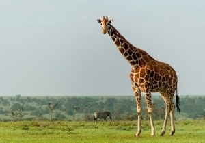 giraffe Ol Pejeta 2 | Kichaka Tours and Travel Giraffe