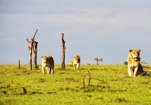 ol-pejeta-kenya-lions 1 | Kichaka Tours and Travel Lions