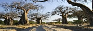 鲁阿哈国家公园 TZ | Kichaka Tours and Travel 鲁阿哈国家公园
