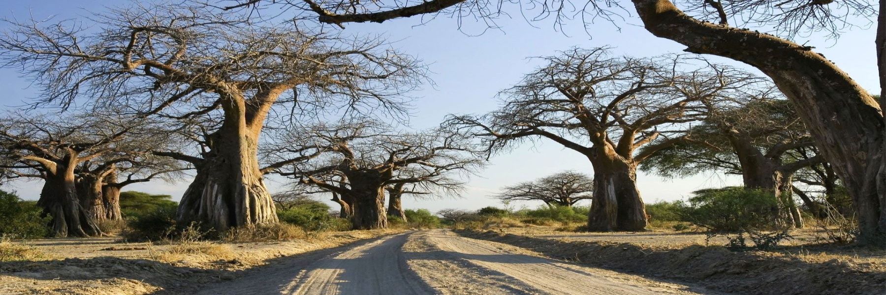 Parco nazionale di Ruaha: Un'autentica avventura nella natura selvaggia africana