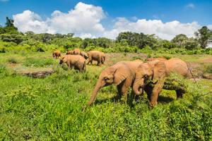 Sheldrick Elephant orphanage