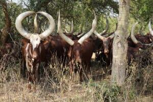 Ankole cattle