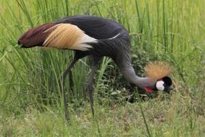 Crane