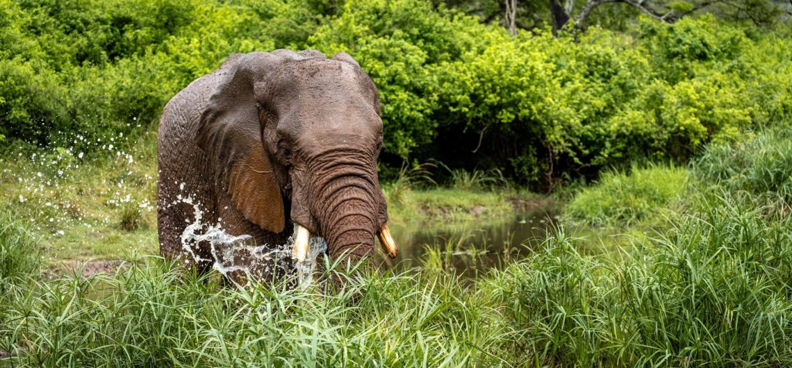 Elephant