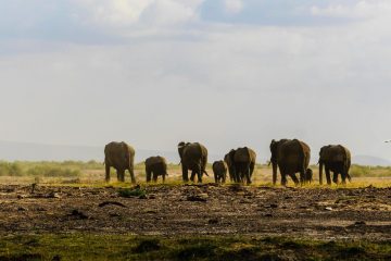 Safari | Kichaka Tours and Travel Holiday Safari