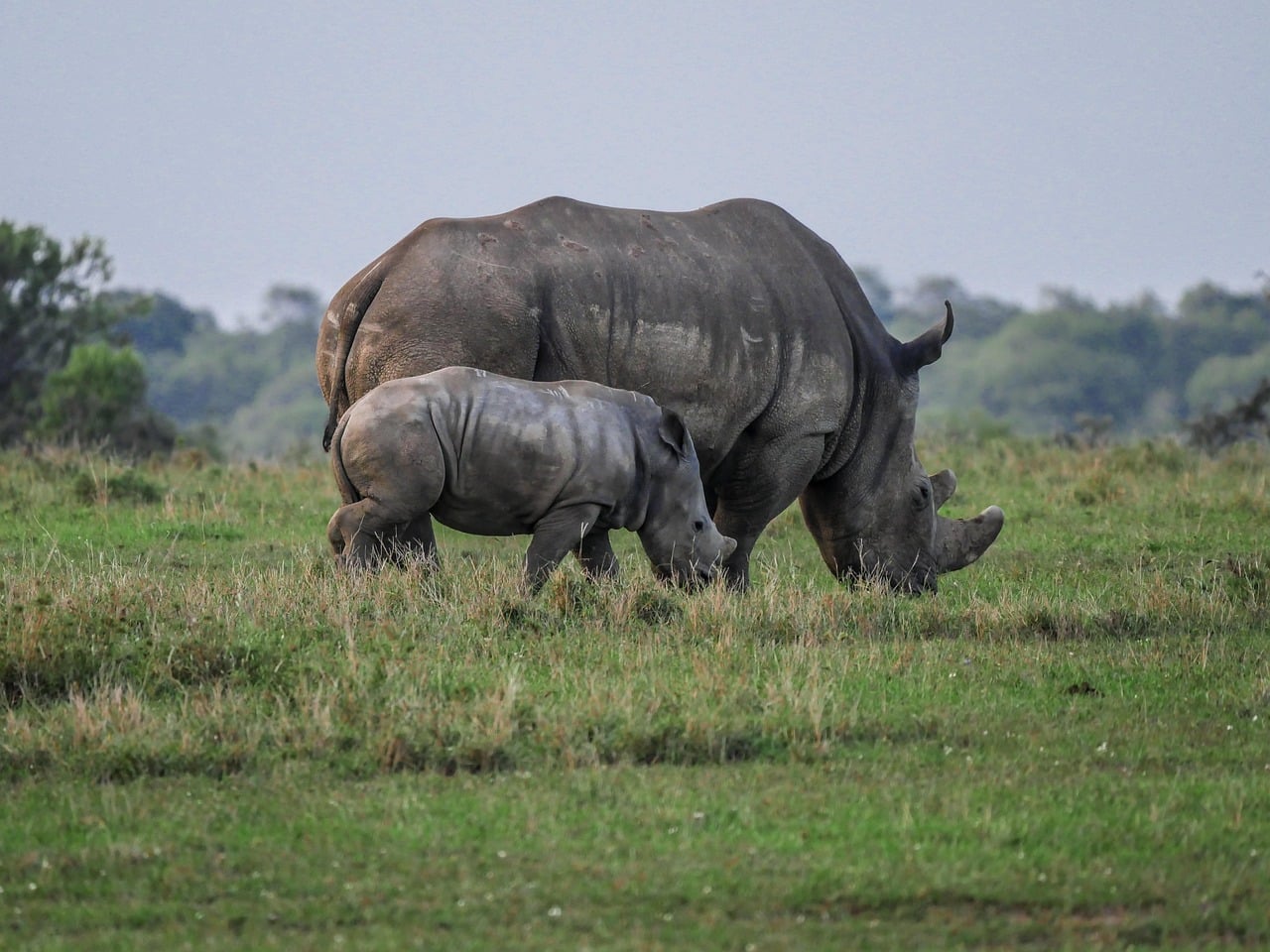 rhino | Kichaka Tours and Travel Ol Pejeta