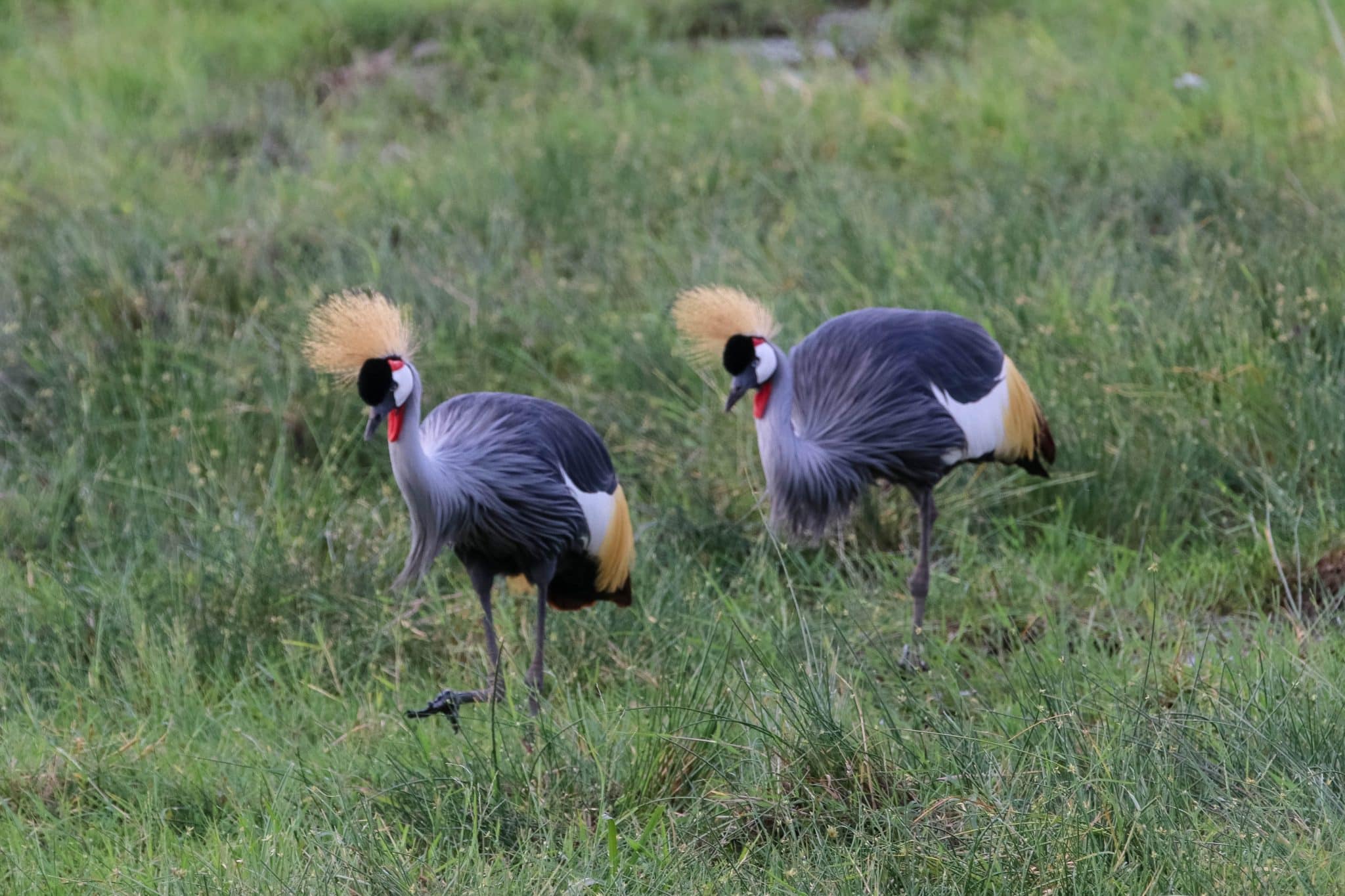 Cranes | Kichaka Tours and Travel Cranes