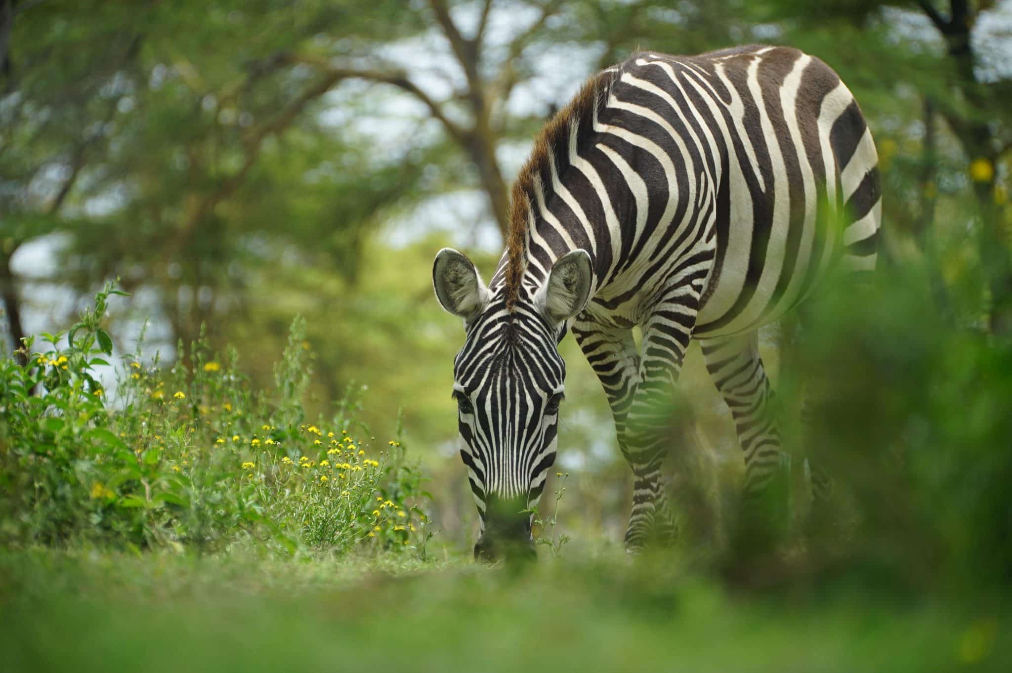 zebra- | Kichaka Tours and Travel Zebra grazing on a grassy, sunlit field with yellow wildflowers and trees in the background