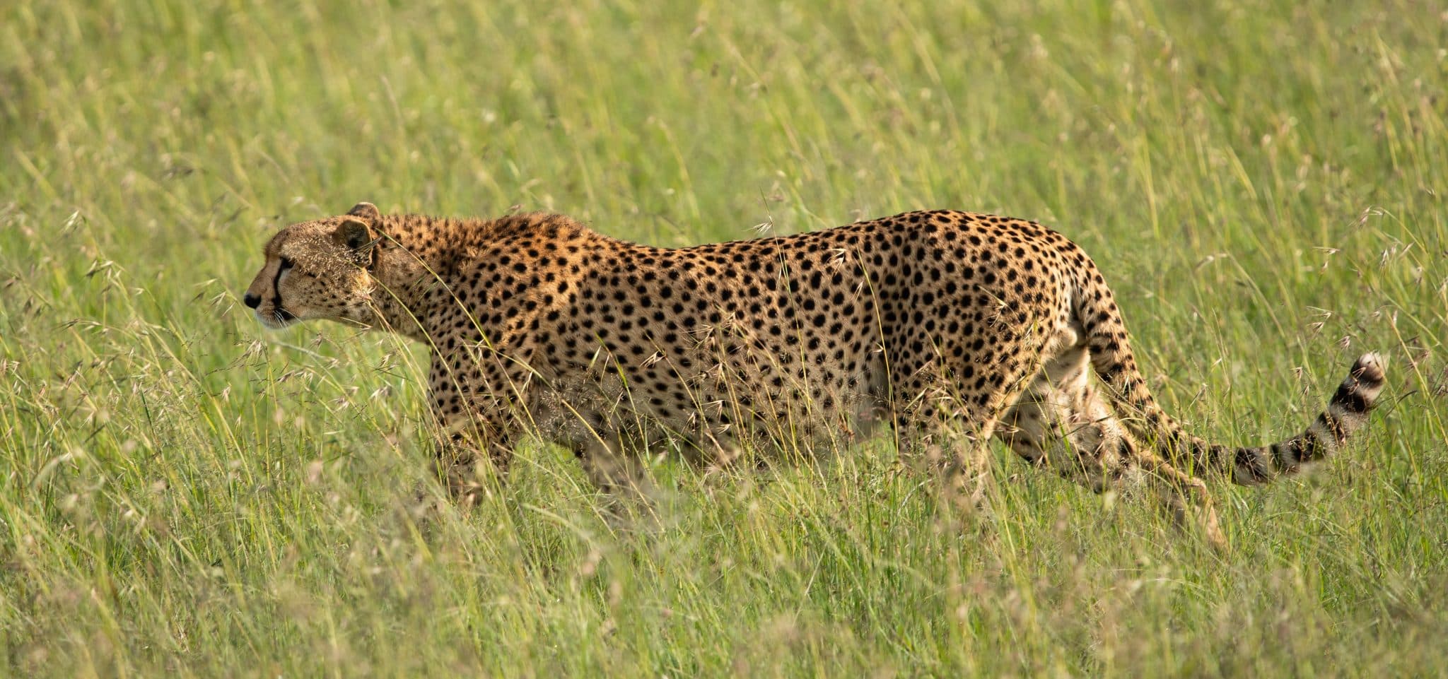 cheetah 2 jpg | Kichaka Tours and Travel Cheetah walking through tall golden grass in a sunlit savannah.