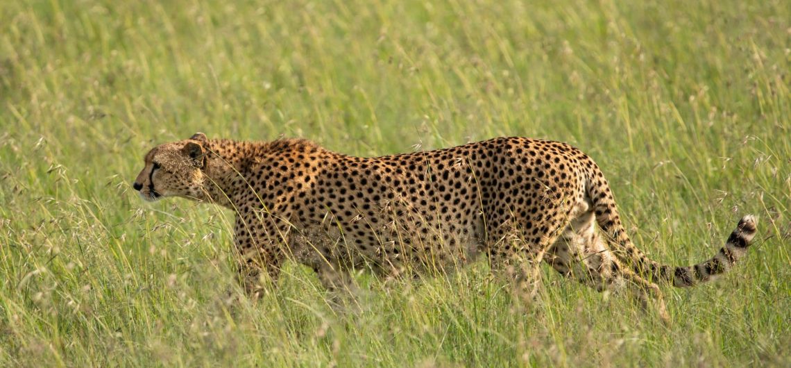 cheetah jpg | Kichaka Tours and Travel Guépard