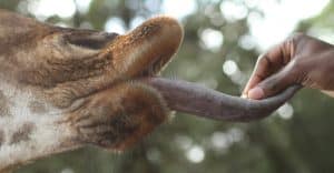 Giraffe centre