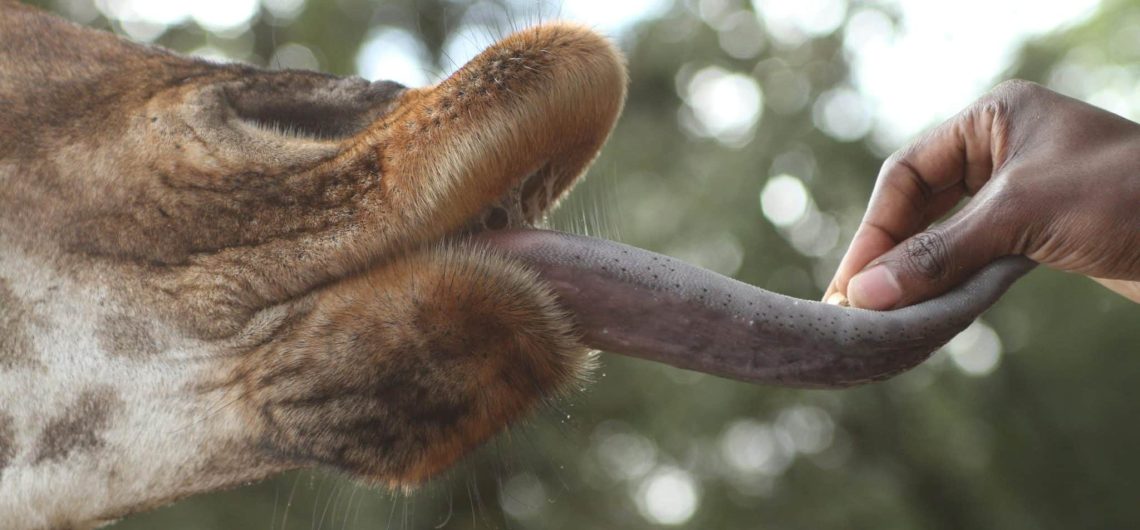 giraffe centre | Kichaka Tours and Travel Giraffe centre
