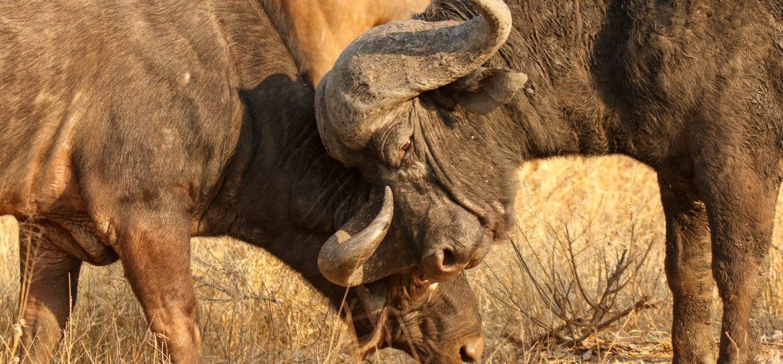 Buffalo