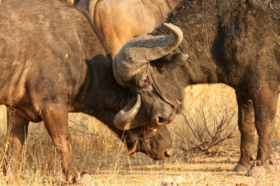 Buffalo
